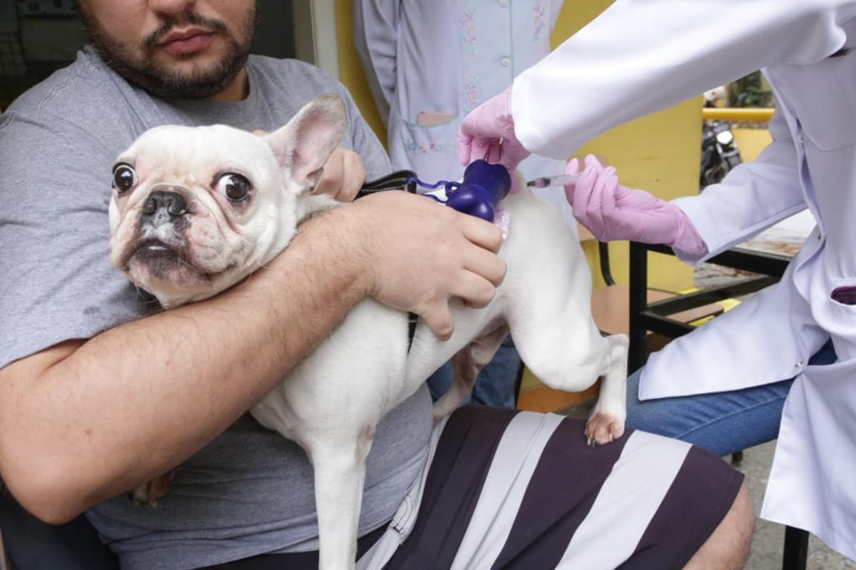 Ação Animal chega ao Horto do Barreto neste sábado (27)
