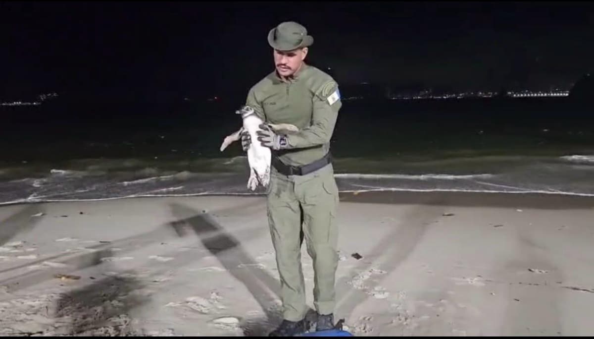 Temporada de pinguins começa em Niterói e Guarda Ambiental orienta população sobre como agir